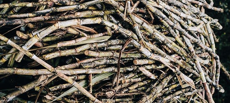 A Guide To Packaging Sugarcane Fiber Everything