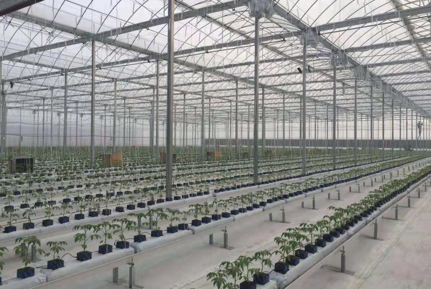 china plastic film greenhouse manufacturer