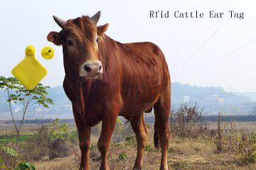 rfid cow ear tags.jpg