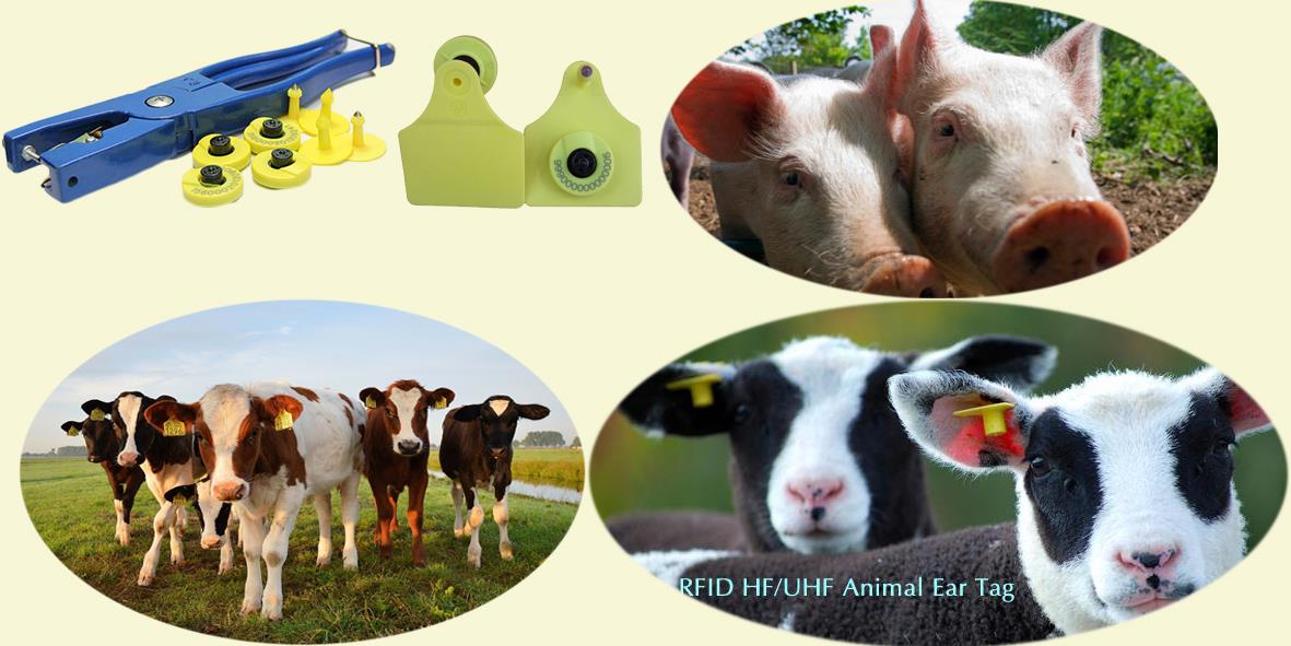 RFID Cattle Tags Ear Tags